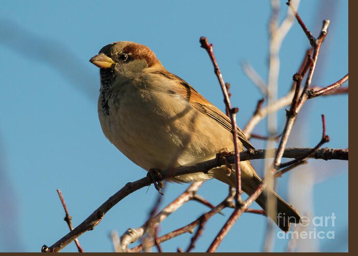 House Sparrow Greeting Card featuring the photograph Female House Sparrow by Michael Dawson