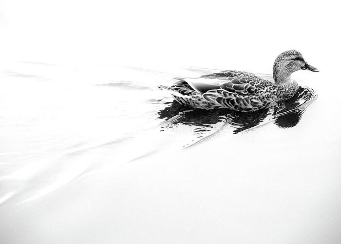 Mallard Duck Greeting Card featuring the photograph Female Mallard Duck in Black and White 2 by Angie Tirado