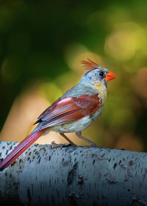 Bird Greeting Card featuring the photograph Female Northern Cardinal by Bob Orsillo