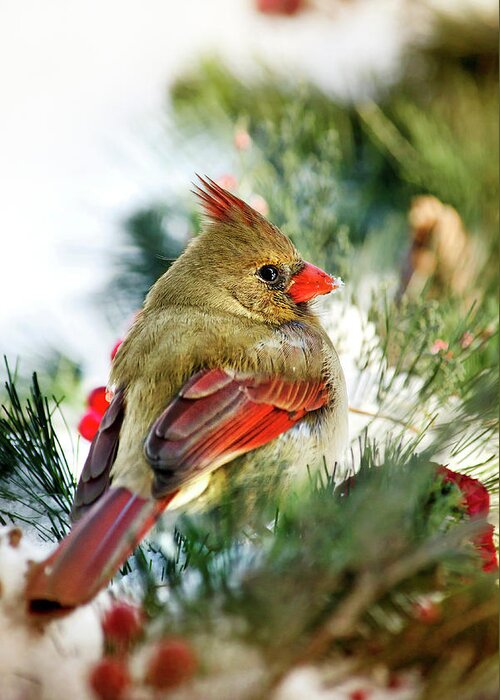 Cardinal Greeting Card featuring the photograph Female Northern Cardinal by Christina Rollo
