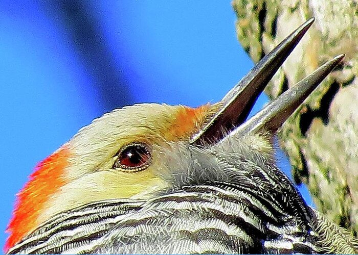 Woodpeckers Greeting Card featuring the photograph Female Red-bellied Woodpecker Close Up by Linda Stern