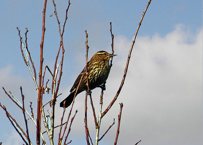 Bird Greeting Card featuring the photograph Female Red Winged Blackbird by Terri Mills