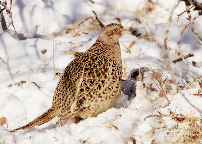 Bird Greeting Card featuring the photograph Female Ring Necked Pheasant by Alyce Taylor