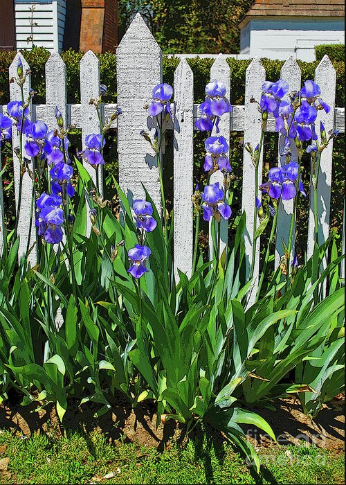 Picket Greeting Card featuring the photograph Fence in Purple by George D Gordon III