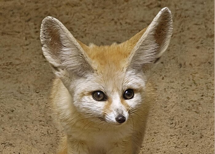 Fennec Fox Greeting Card featuring the photograph Fennec Fox by Wes and Dotty Weber