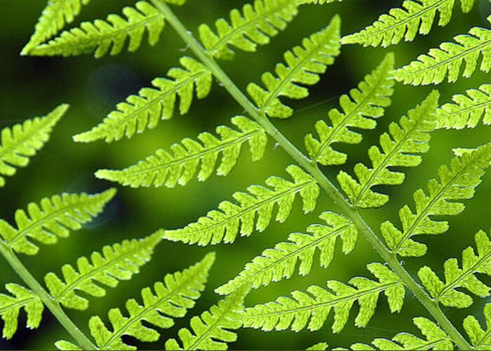 Fern Greeting Card featuring the photograph Fern Branches by Ted Keller