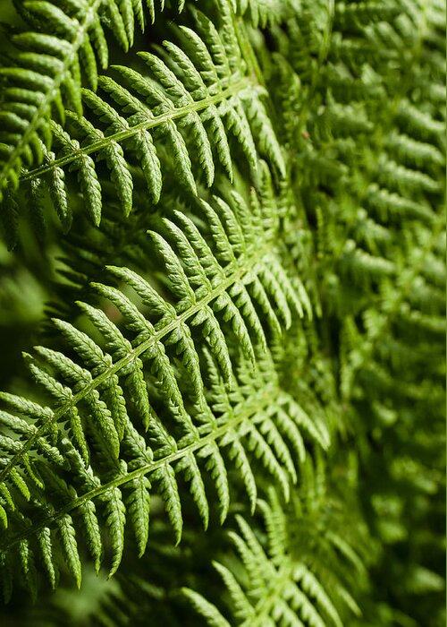 Abstract Greeting Card featuring the photograph Fern me up by Marcus Karlsson Sall