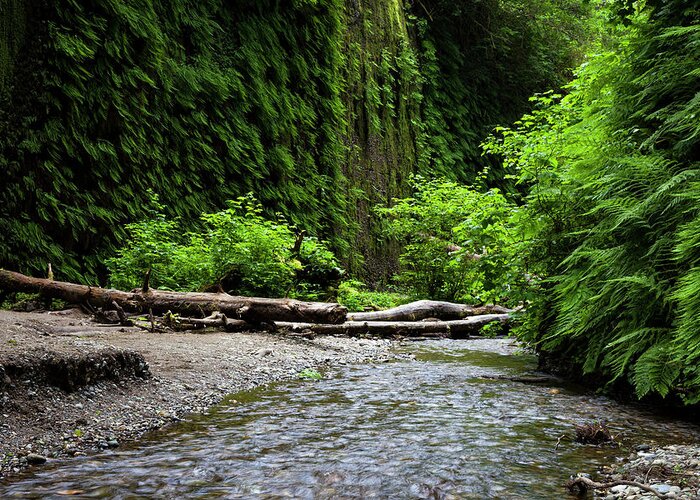 Fern Canyon Greeting Card featuring the photograph Ferns and Stream in Fern Canyon by Rick Pisio