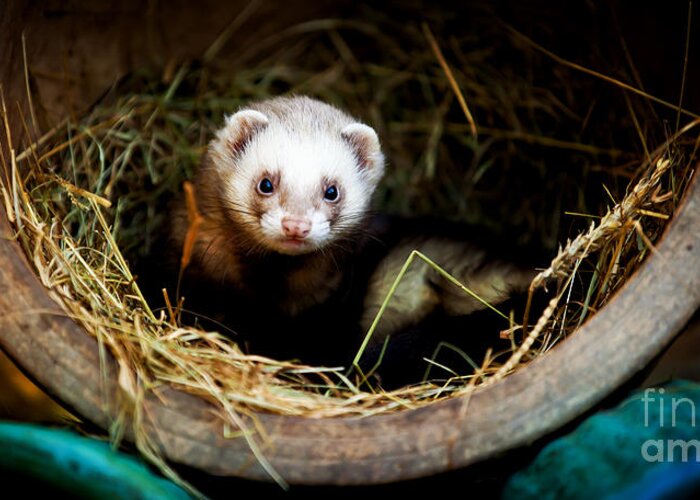 Ferret; Polecat; White; Breed; Gorgeous; Mammal; View; Brown; Beast; Shot; Creature; Carnivore; Male; People; Mustela; Furo; One; Posing; Fluffy; Fuzzy; Portrait; Hunter; Cute; Beige; Funny; Reaching; Putorius; Young; Predator; Playful; Ratter; Attentive; Looking; Furry; Background; Nature; Pet; Alone; Vertebrate; Animal Greeting Card featuring the photograph Ferret home in flower pot by Simon Bratt