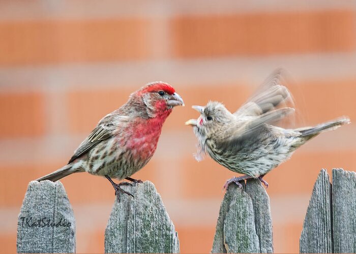 Backyard Birds Greeting Card featuring the photograph Feuding Finches by Tim Kathka