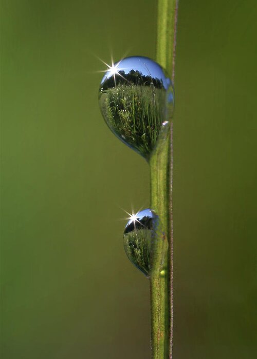  Greeting Card featuring the photograph Field in Dewdrops by Rob Blair