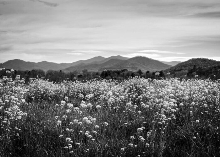 Field Greeting Card featuring the photograph Field Of Flowers In Black and White by Greg and Chrystal Mimbs
