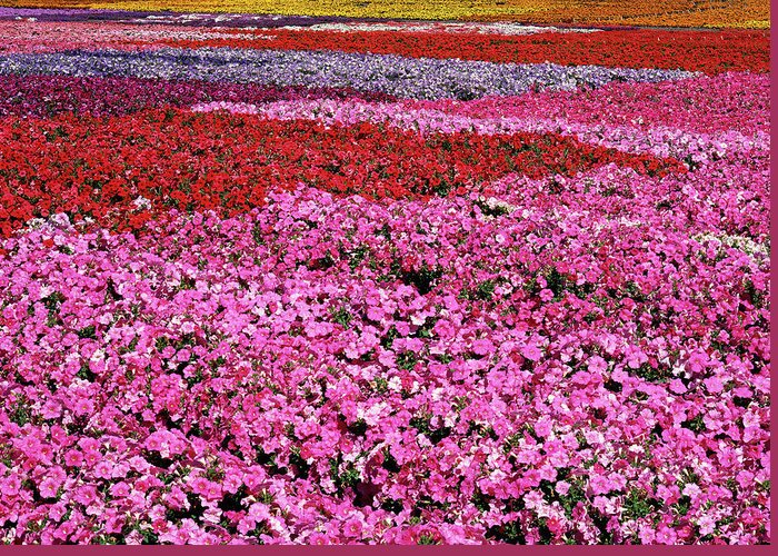 Petunia Greeting Card featuring the photograph Field of Petunia Flowers Gilroy California by Kathy Anselmo