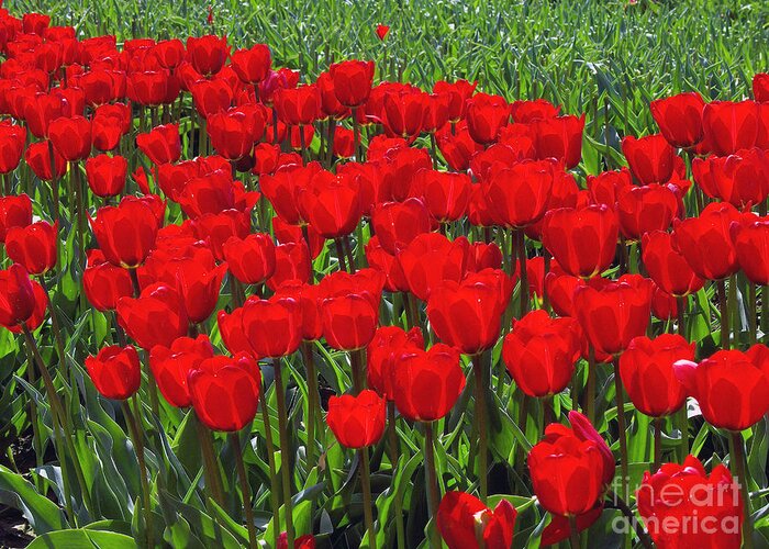 Red Tulips Greeting Card featuring the photograph Field of Red Tulips by Sharon Talson