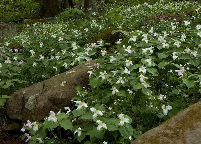 Wildflowers Greeting Card featuring the photograph Field of Trillium 2841 by Peter Skiba