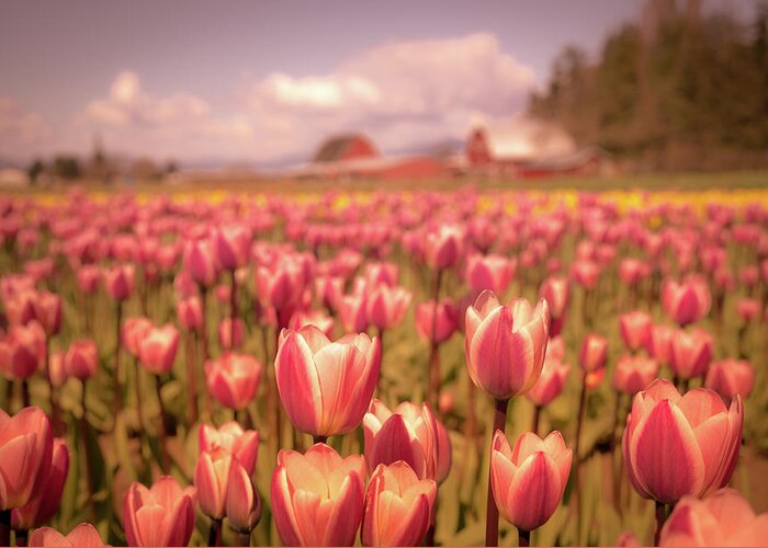 #tulips Greeting Card featuring the photograph Field of Tulips by Rebekah Zivicki