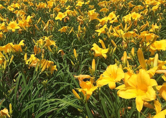 Field Of Flowers Greeting Card featuring the photograph Field of Yellow Lilies by Robin Pedrero