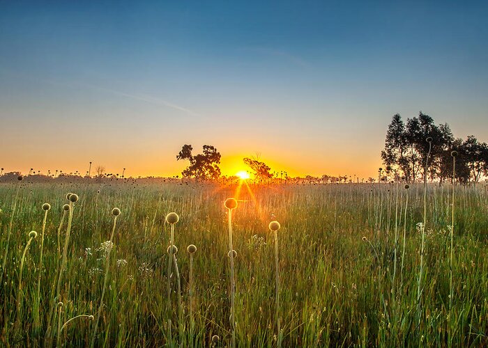 Matong State Forest Greeting Card featuring the photograph Fields Of Gold by Az Jackson