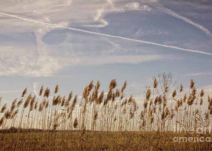 Indiana Greeting Card featuring the photograph Fields O'Grain by Diane Enright