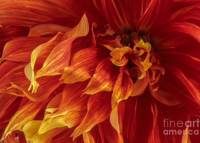 Flower Greeting Card featuring the photograph Fiery Dahlia by Chris Scroggins