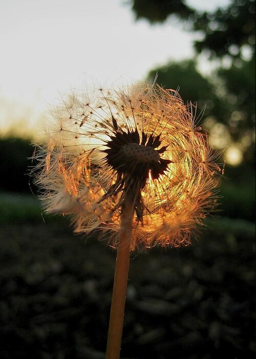 Flower Greeting Card featuring the photograph Fiery Dandelion by Michele Stoehr