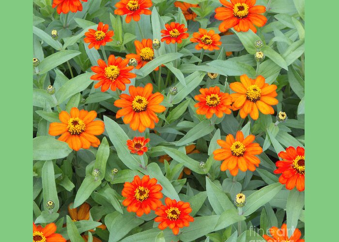 Flowers Greeting Card featuring the photograph Fiery Flowerbed by Ann Horn