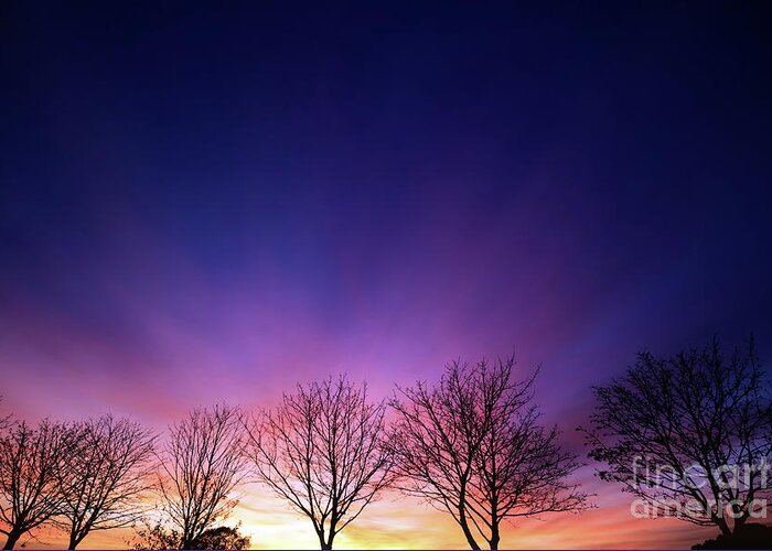 Sunset Greeting Card featuring the photograph Fiery winter sunset with line of bare trees by Simon Bratt