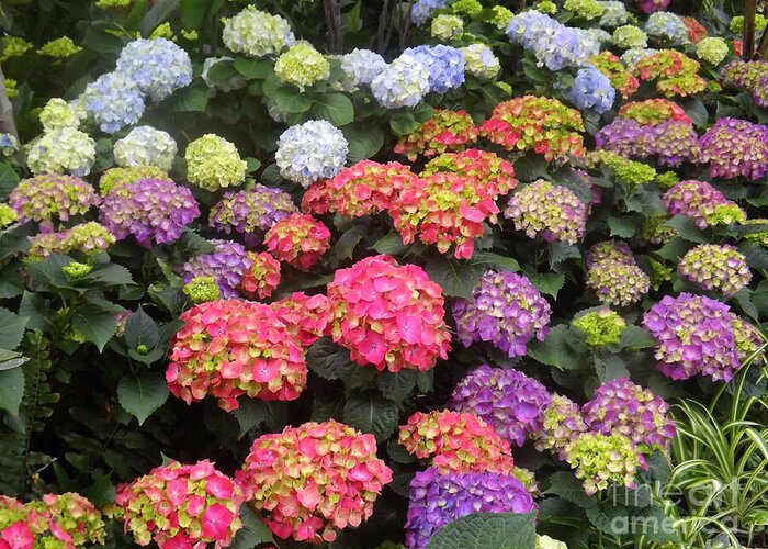 Nature Greeting Card featuring the photograph Fifty shades of Hydrangea by Lingfai Leung