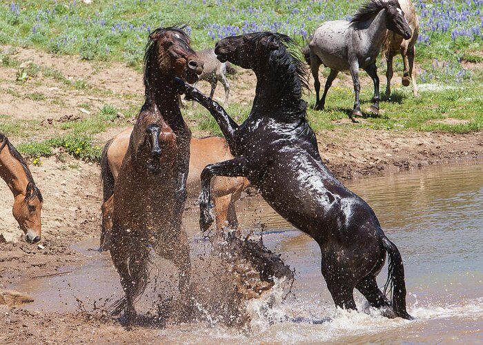 Wild Stallions Greeting Card featuring the photograph Fight at the Water Hole Wild Stallions by Mark Miller