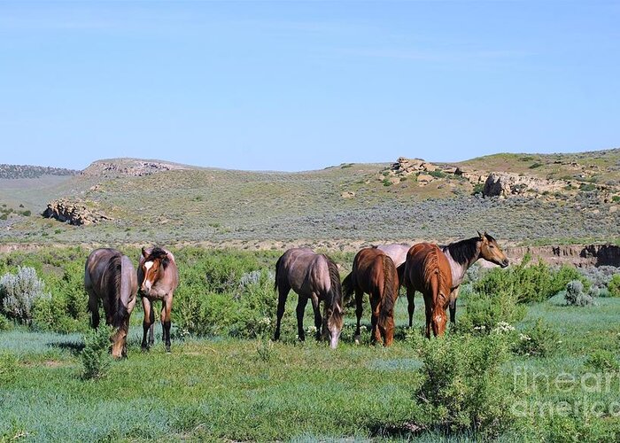 Fillies Greeting Card featuring the photograph Fillies Day Out by Merle Grenz