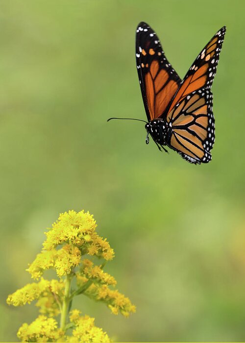 Butterfly Greeting Card featuring the photograph Flit Approach by Art Cole