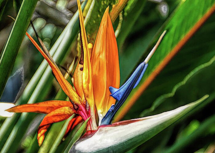 Flower Greeting Card featuring the photograph Fine Wine Cafe Bird of Paradise by Aimee L Maher ALM GALLERY