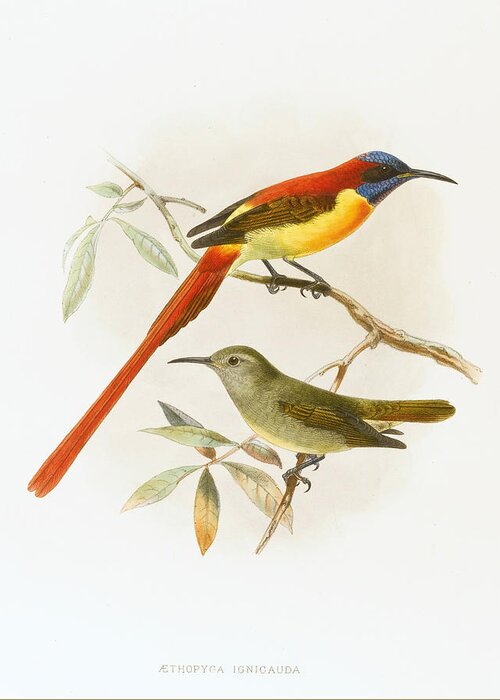 John Gerrard Keulemans Greeting Card featuring the drawing Fire-tailed sunbird. Aethopyga ignicauda by John Gerrard Keulemans