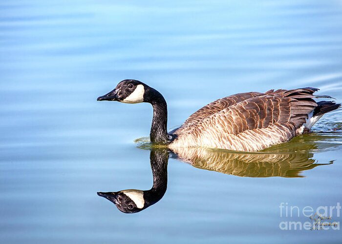 Fireman's Pond Greeting Card featuring the photograph Fireman's Pond Goose by David Millenheft
