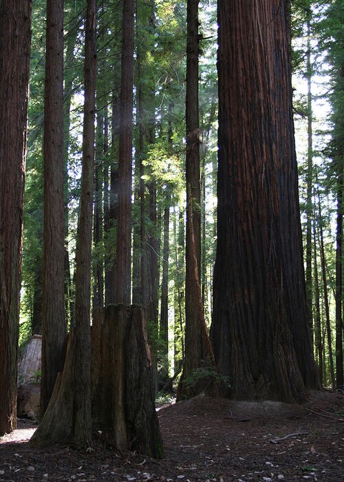 Firemark Redwoods Greeting Card featuring the photograph Firemark Redwoods by Dylan Punke