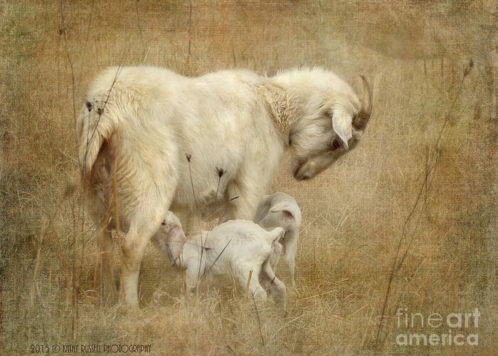 Babies Greeting Card featuring the photograph First Day of Life by Kathy Russell