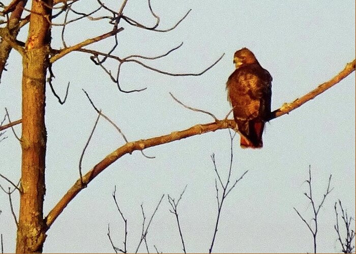 Hawk Greeting Card featuring the photograph First Light by Catherine Arcolio