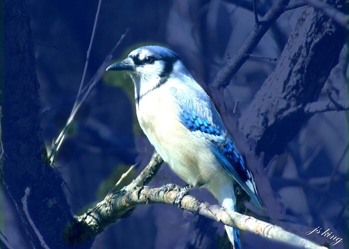 Photo Greeting Card featuring the photograph First Spring Bluejay by Jacquie King