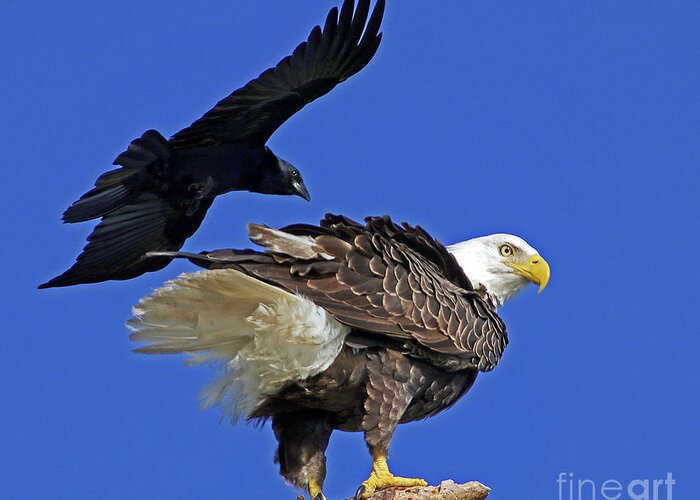 Eagle Greeting Card featuring the photograph Fish Crow dive bombs Eagle by Larry Nieland