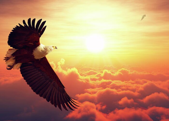 Eagle Greeting Card featuring the photograph Fish Eagle flying above clouds by Johan Swanepoel