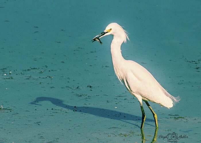 Egret Greeting Card featuring the photograph Fishing for Lunch by Steph Gabler