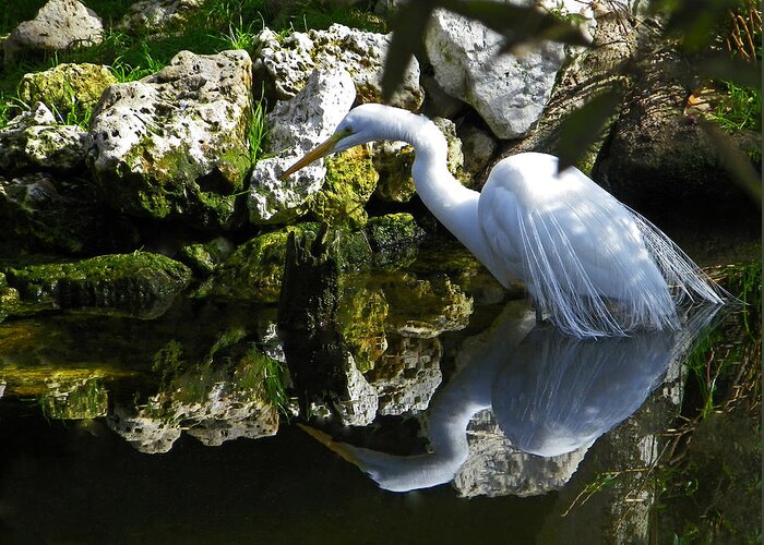 Great Egret Greeting Card featuring the photograph Fishing in the Creek Color by Judy Wanamaker
