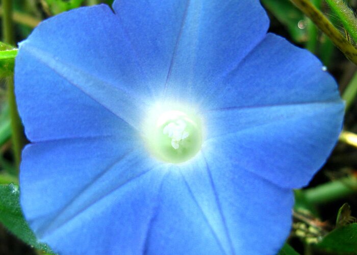 Blue Flower Photograph Greeting Card featuring the photograph Five Point Star Morning Glory by Brittany Horton
