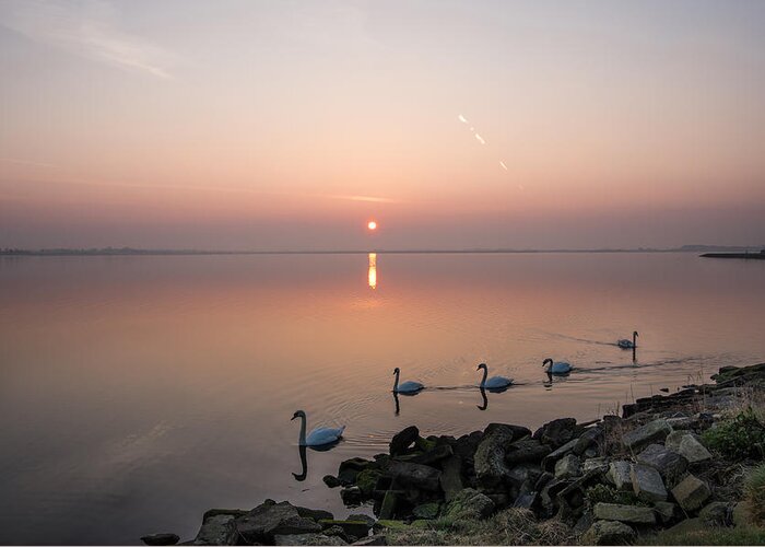 Swans Greeting Card featuring the photograph Five Swans at Dawn by Martina Fagan