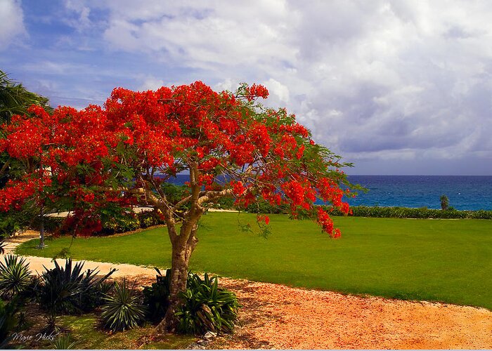 Flamboyant Tree Greeting Card featuring the photograph Flamboyant Tree in Grand Cayman by Marie Hicks