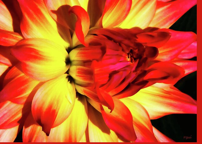 Red Dahlia Greeting Card featuring the photograph Flaming Blossom by Tony Grider