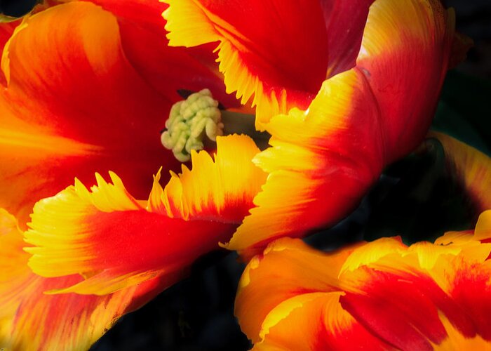 Flaming Parrot Greeting Card featuring the photograph Flaming Parrot Tulips by Joni Eskridge