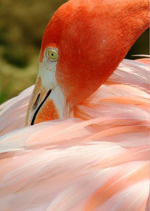 Flamingo Greeting Card featuring the photograph Flamingo at the Park 3 by Sheryl Unwin