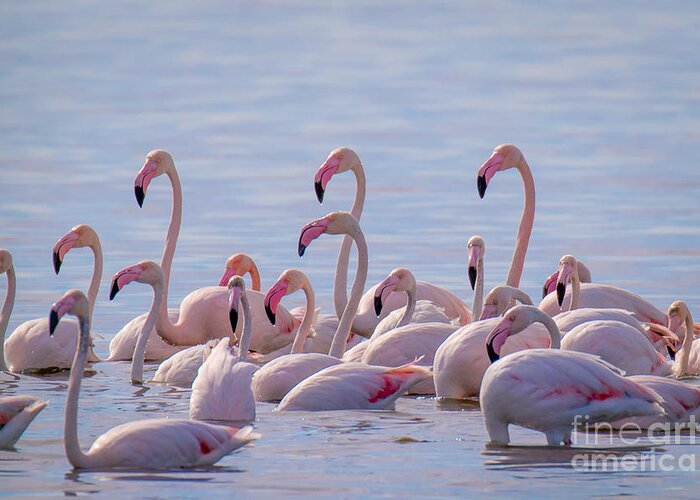 Animalia Greeting Card featuring the photograph Flamingo Family in Kalochori Lagoon Greece by Jivko Nakev