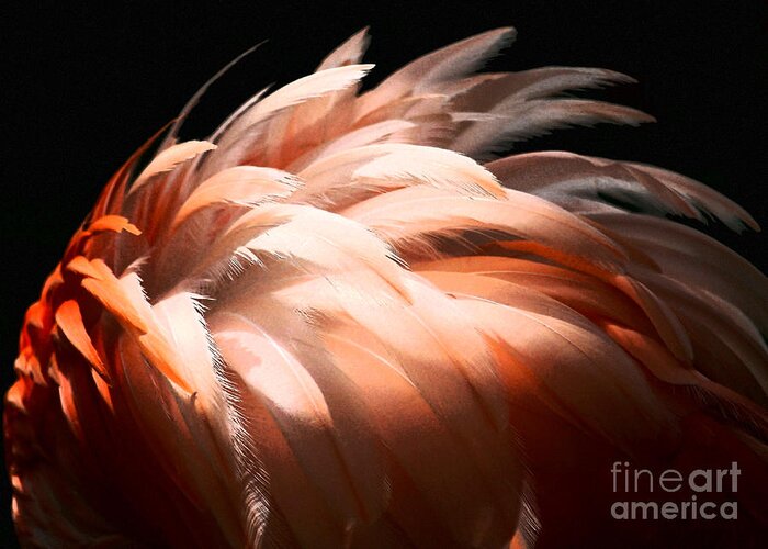 Feathers Greeting Card featuring the photograph Flamingo Feathers by Sabrina L Ryan